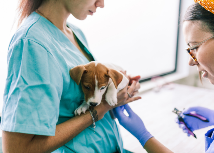 qualités pour être auxiliaire vétérinaire