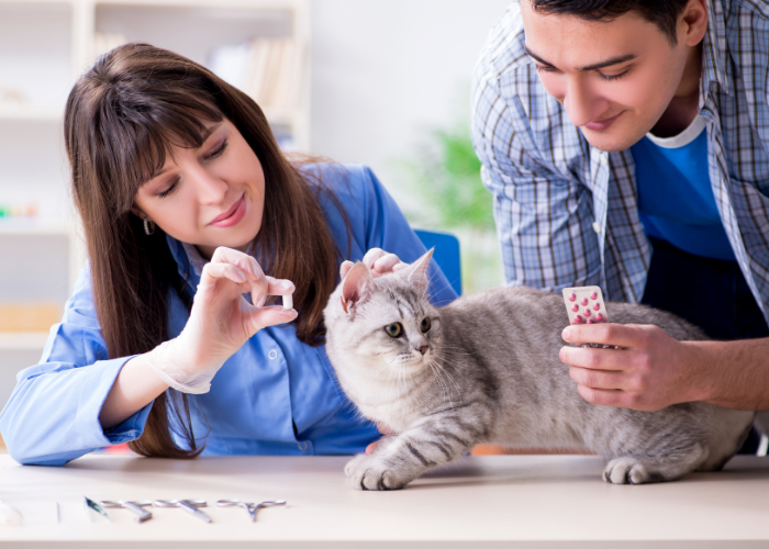 qualités pour être auxiliaire vétérinaire