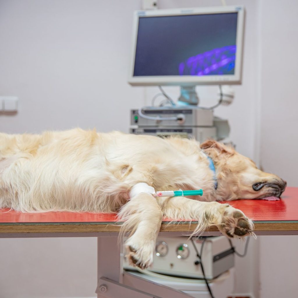 le rôle d'asv dans les interventions d'urgences