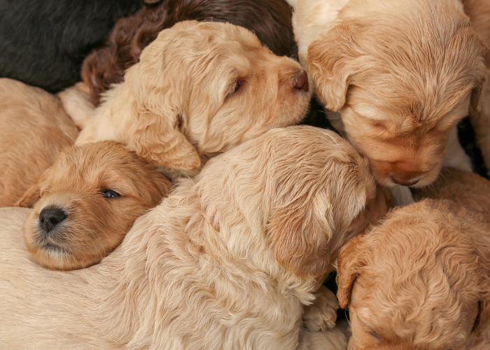 formation de l'ACACED