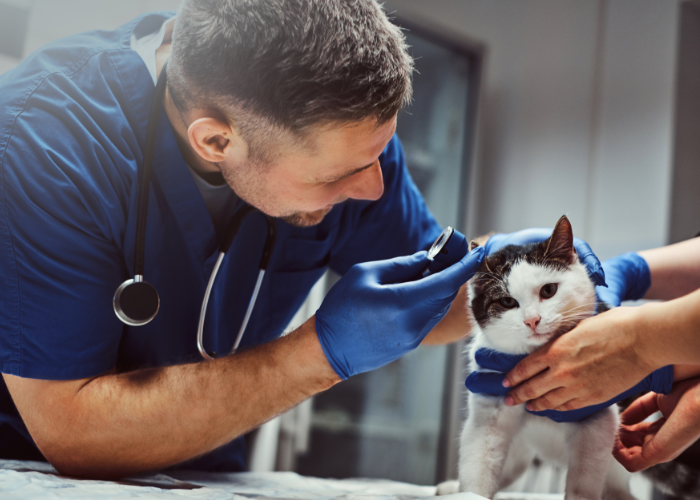 heures supplémentaires d'ASV