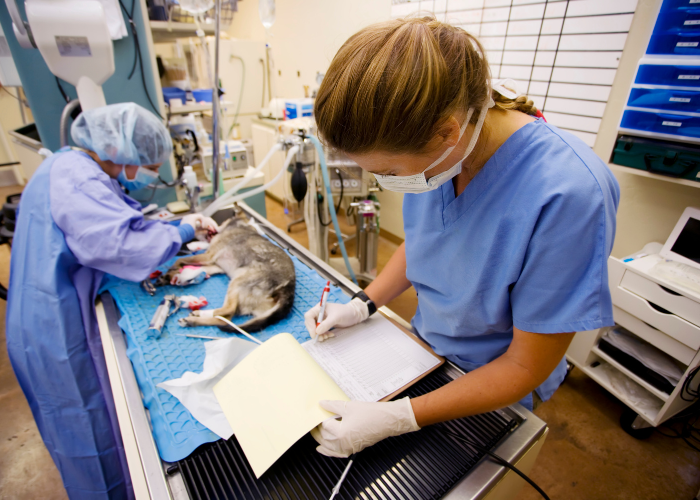 auxiliaire vétérinaire en chirurgie