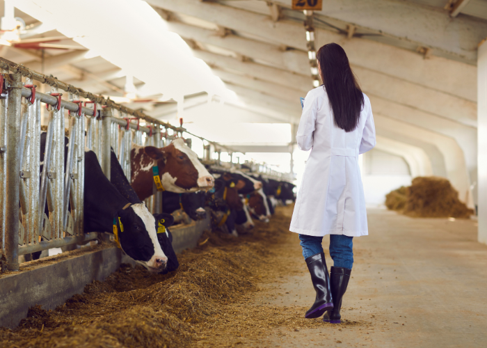 Les principes de l'éthique professionnelle pour les ASV