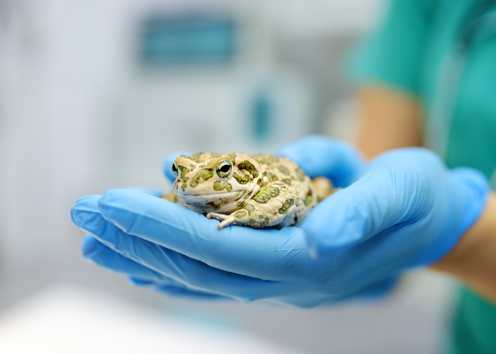 écologie en clinique vétérinaire