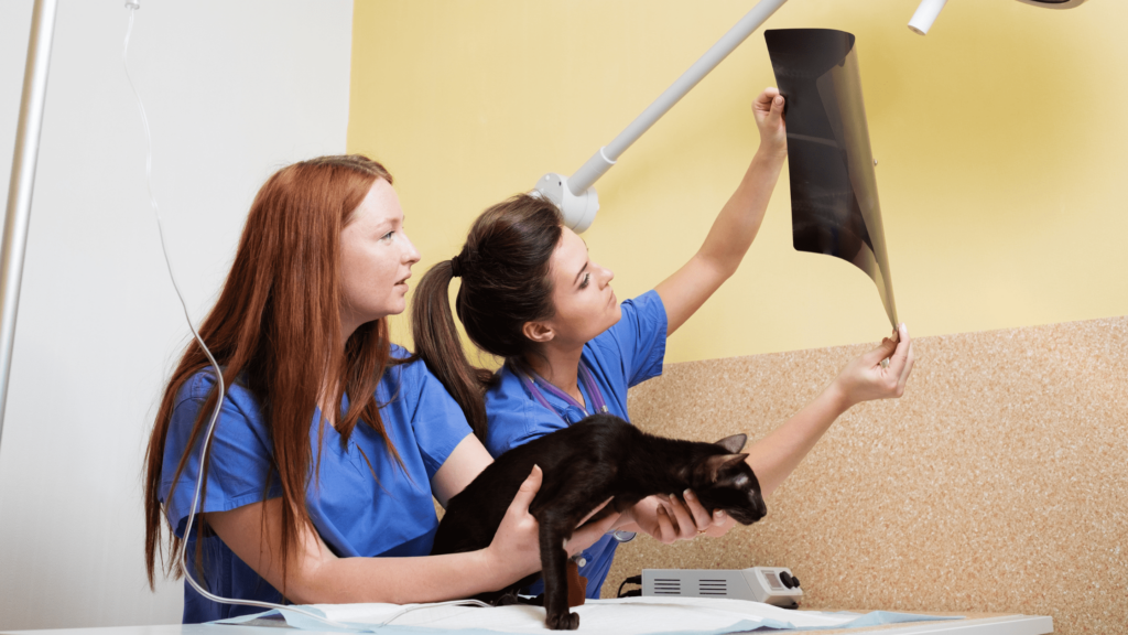 Lettre de motivation asv