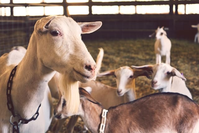 L'importance de l'auxiliaire vétérinaire à la ferme