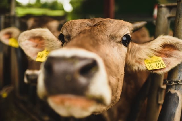 Le rôle de l'auxiliaire vétérinaire à la ferme
