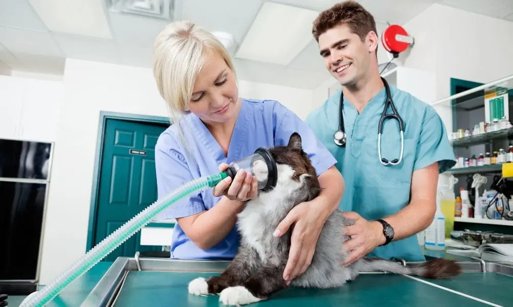 Stage_auxiliaire_vétérinaire Stage auxiliaire vétérinaire