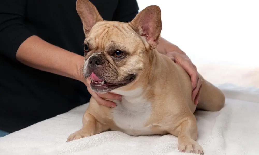 bienfaits_osteopathie_chien Les bienfaits de l'ostéopathie animale chez les chiens