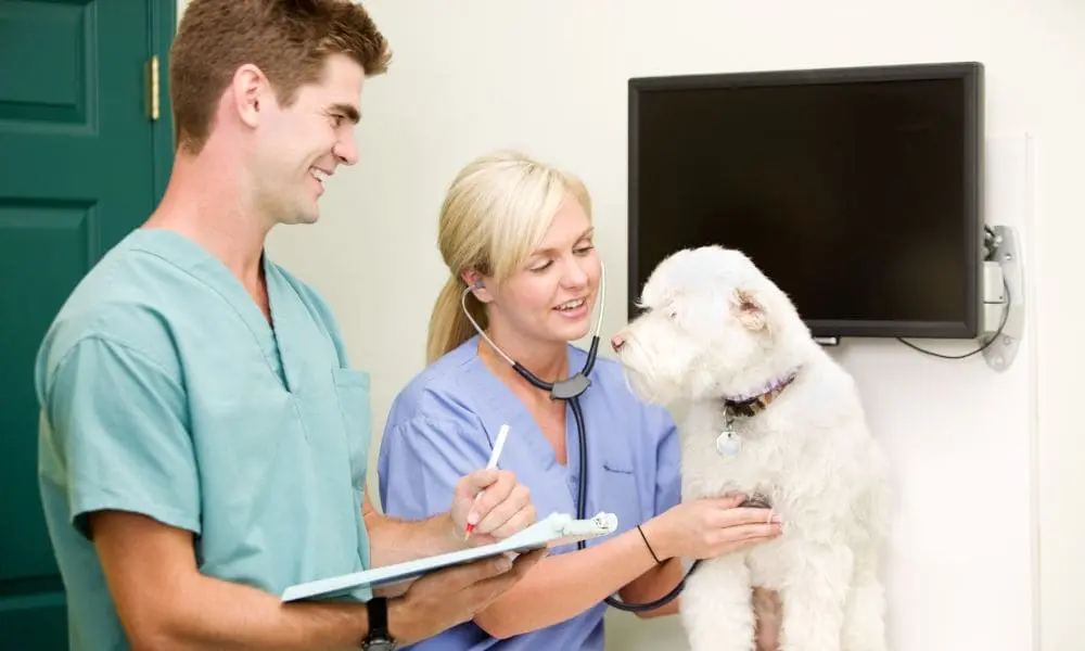 vae_pour_les_auxiliaires_veterinaires La VAE pour les auxiliaires vétérinaires