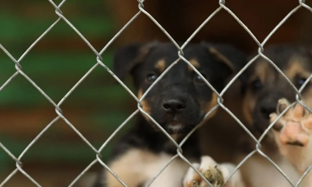 animaux_abandonnes_auxiliaire_veterinaire_en_refuge Animaux abandonnés en refuge, des chiffres toujours plus inquiétants