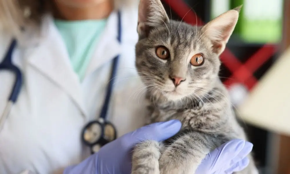 gerer_anxiete_animal_clinique_veterinaire Gérer l'anxiété des animaux en clinique vétérinaire en tant qu'auxiliaire vétérinaire