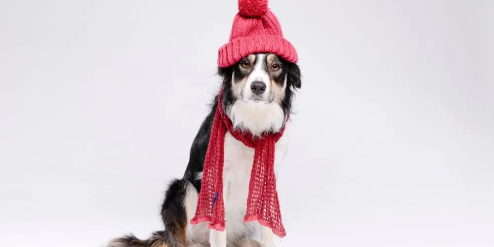 allergies-hivernales-chez-les-animaux Allergies hivernales chez les animaux : causes, symptômes et prévention