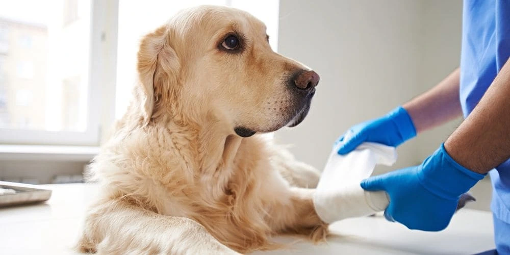 bien-etre-animal-gestion-douleur-animaux-compagnie Techniques de gestion de la douleur pour animaux de compagnie