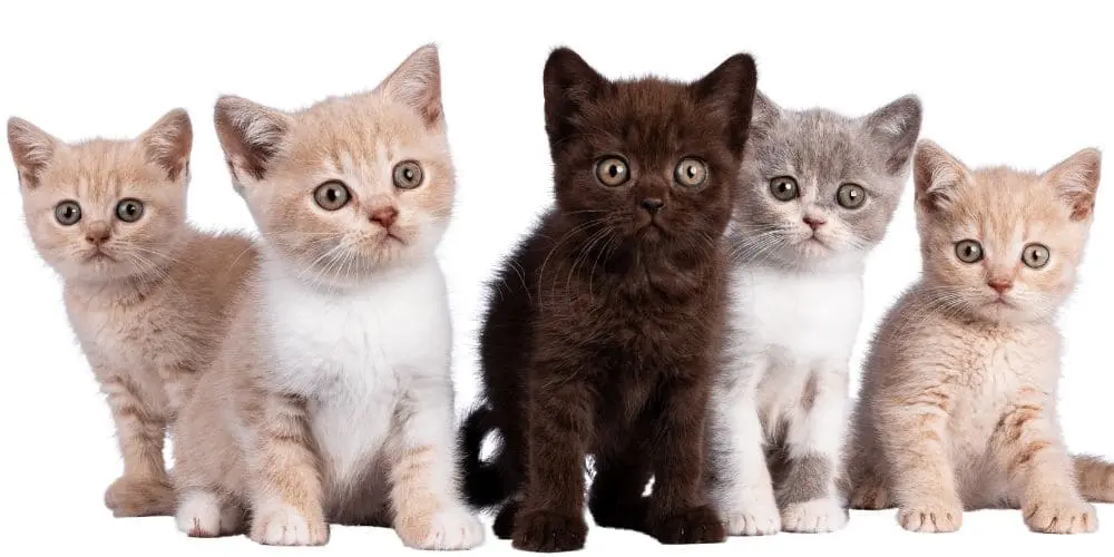 guide-trouver-nom-en-A-pour-chat-2025 Guide : Trouver un nom en A pour son chat adopté en 2025