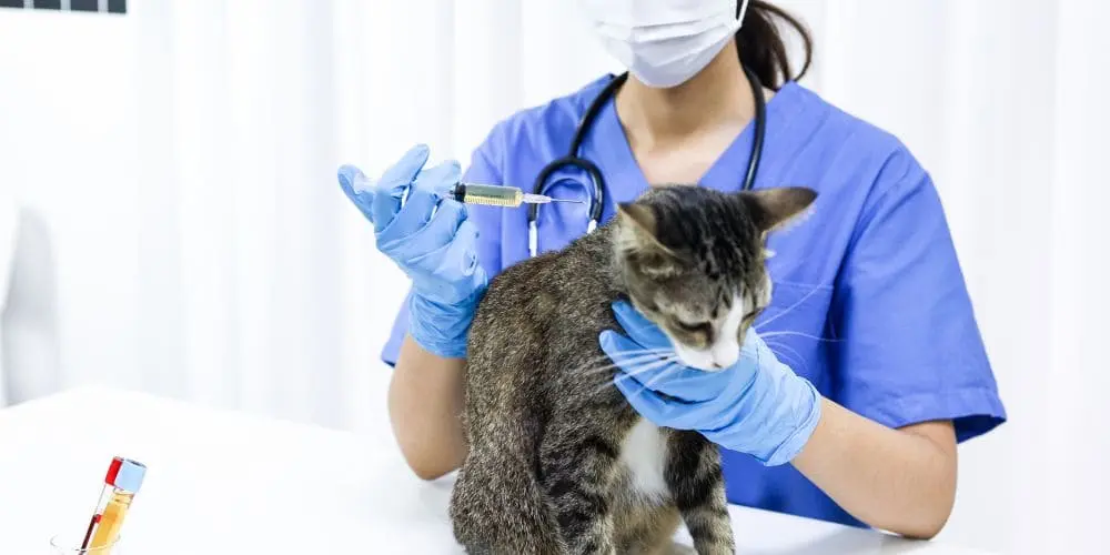 Hygiène et sécurité en clinique vétérinaire