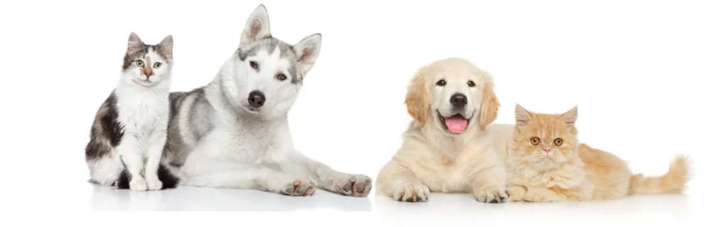 Formation_ACACED_à_distance_chats_chiens (2)