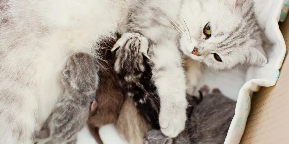 Gestation de la chatte : durée, étapes et conseils pour bien se préparer