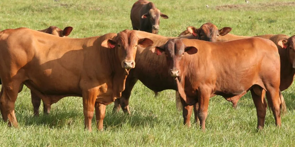 changement climatique sur la santé animale : élevages