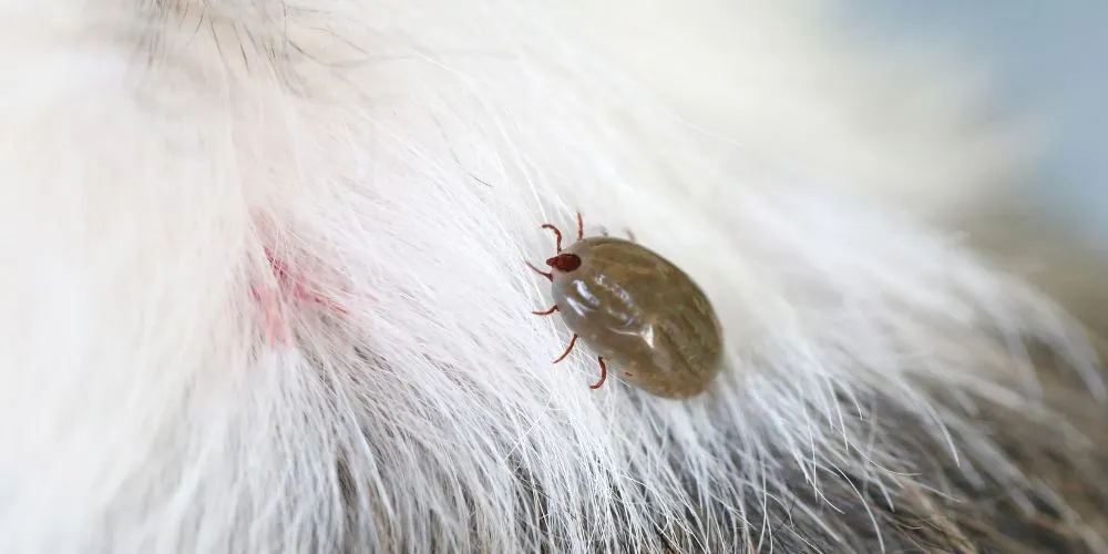 changement climatique sur la santé animale : parasites et maladies
