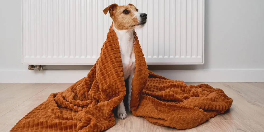 changement climatique sur la santé animale : stress thermique et changement de comportement