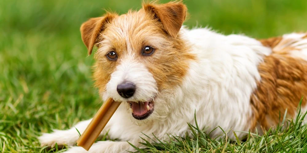 nettoyer les dents de son animal  - le complément des lamelles et friandises dentaires