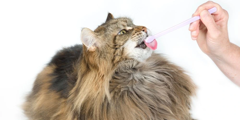 nettoyer-les-dents-de-son-animal_chat