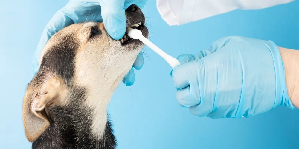 Pourquoi et comment bien nettoyer les dents de son animal ?