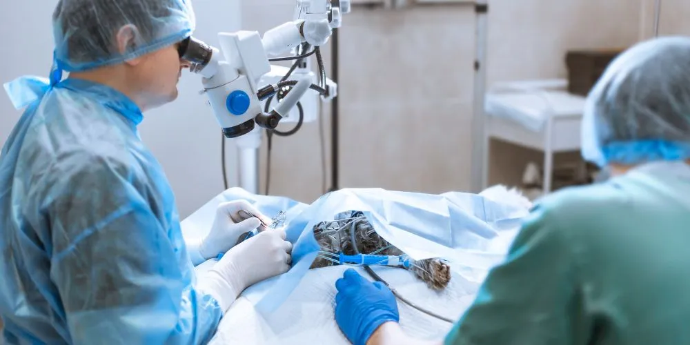 Gestion du temps en clinique vétérinaire : urgences