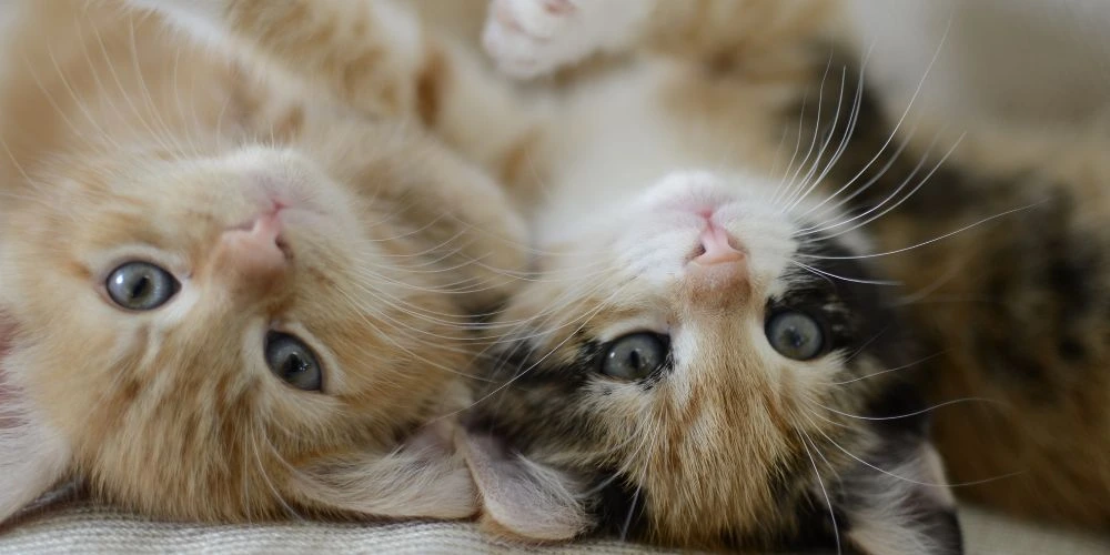 Socialisation des chiots et chatons : les chatons