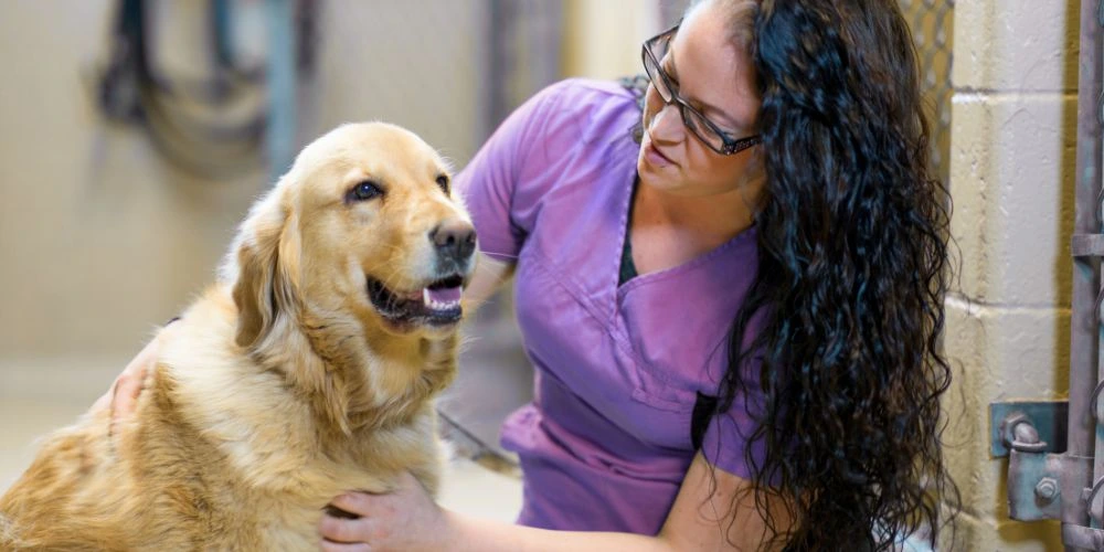 Travailler en refuge animalier : auxiliaire vétérinaire en refuge