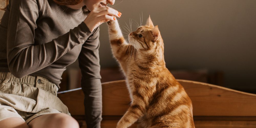Adopter un animal : aménager l'espace