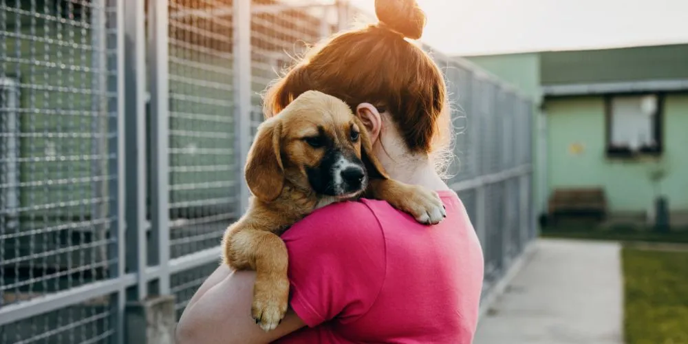 Adopter un animal : tout ce qu'il faut savoir avant de franchir le pas -  Devenir AASV