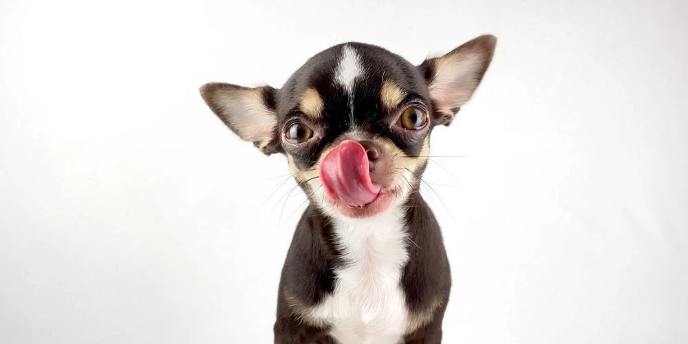 Comment bien choisir l’alimentation de son chat ou chien ?