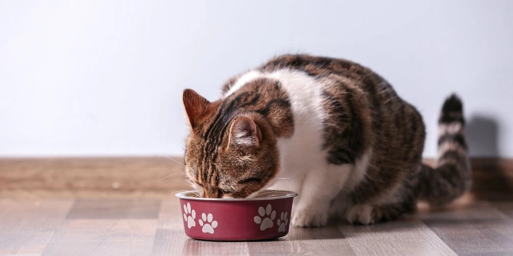 Comment bien choisir l’alimentation de son chat ou chien ?
