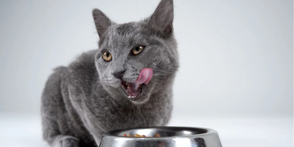 Bien choisir l’alimentation de son chat ou chien