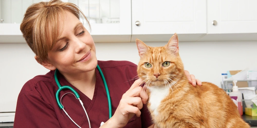 devenir auxiliaire vétérinaire après 40 ans, est-il trop tard ?