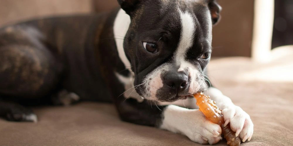 Les dangers cachés pour nos animaux à la maison