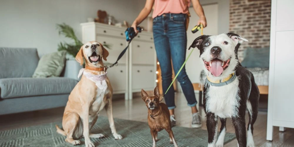 formations courtes pour travailler avec les animaux : devenir pet-sitter