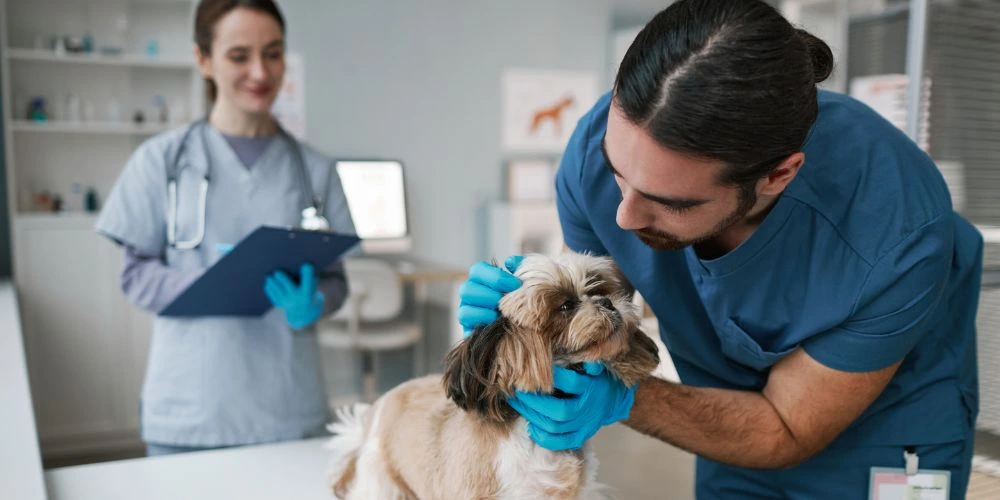 Formation courte pour travailler avec les animaux