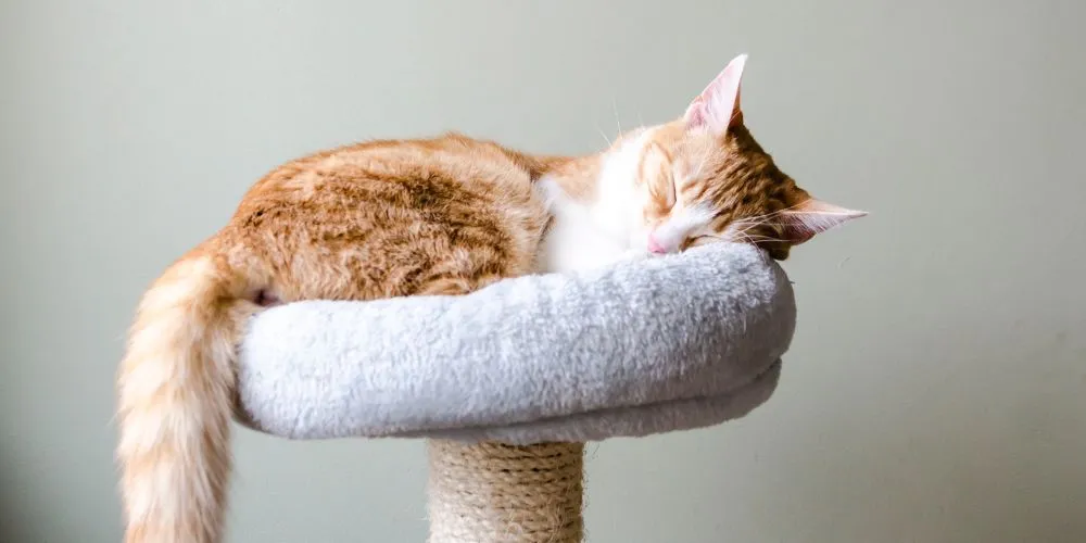 Partir en vacances avec son animal de compagnie