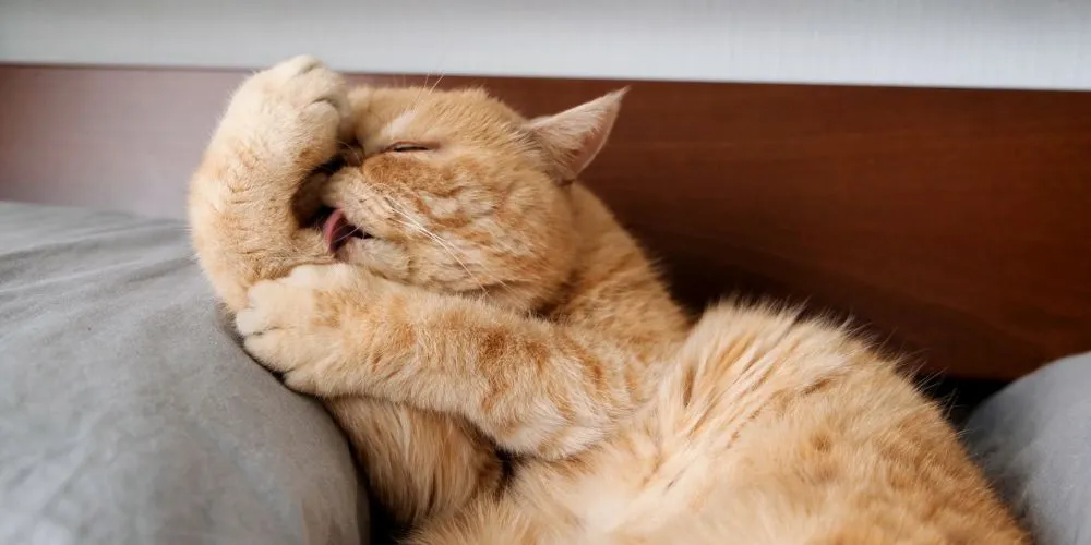 Votre animal souffre-t-il de douleurs chroniques ?