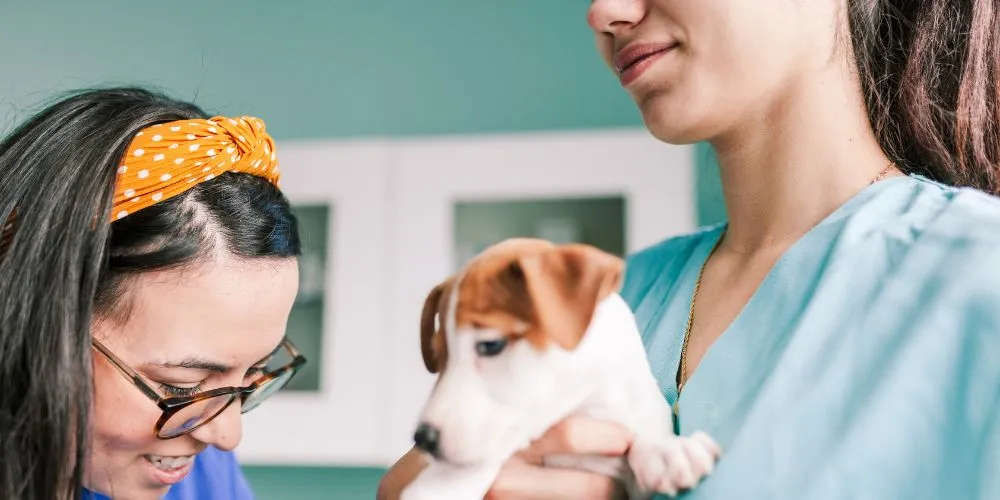 Reconversion professionnelle auxiliaire vétérinaire : passer d’un métier sédentaire à un métier actif