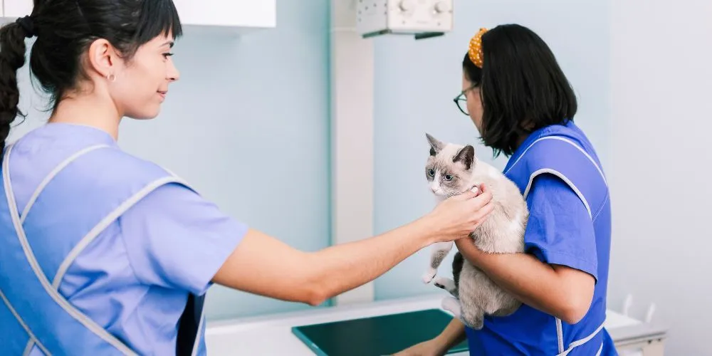 Comment tester son attrait pour le métier d’auxiliaire vétérinaire ?