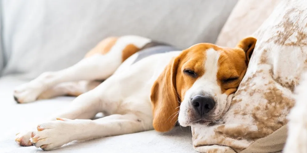 Votre animal souffre-t-il de douleurs chroniques ?