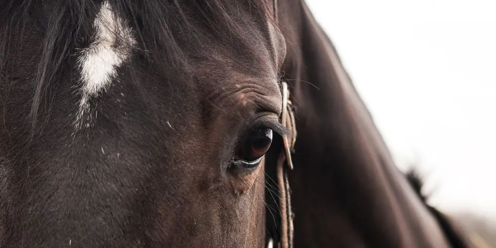 comment-gerer-un-cheval-stresse-ou-anxieux