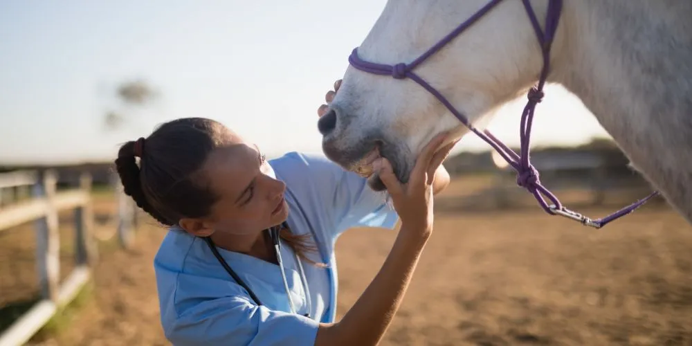 comment-gerer-un-cheval-stresse-ou-anxieux_alimentation