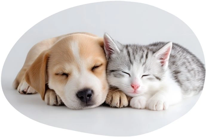 Formation ACACED 100% en ligne - module 3 : Sélection