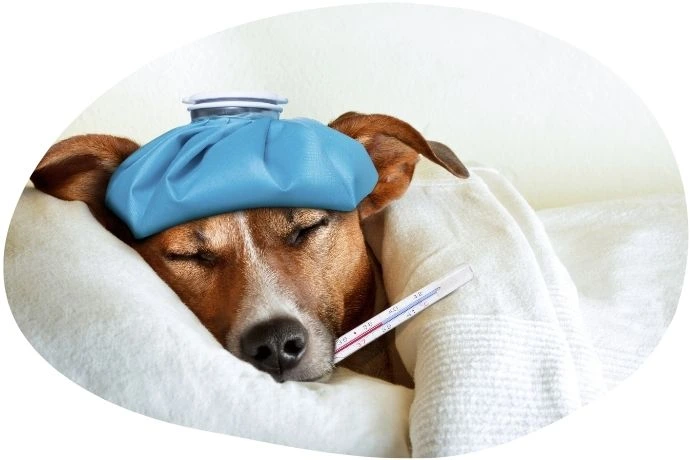 Formation ACACED 100% en ligne - module 4 : Santé