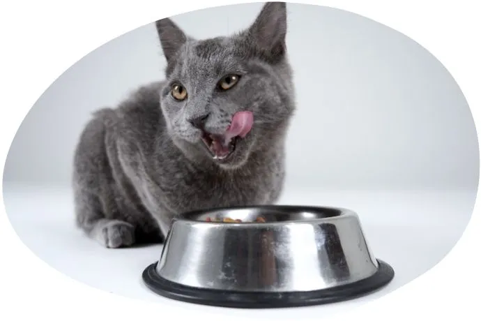 Formation ACACED 100% en ligne - module 5 : Alimentation